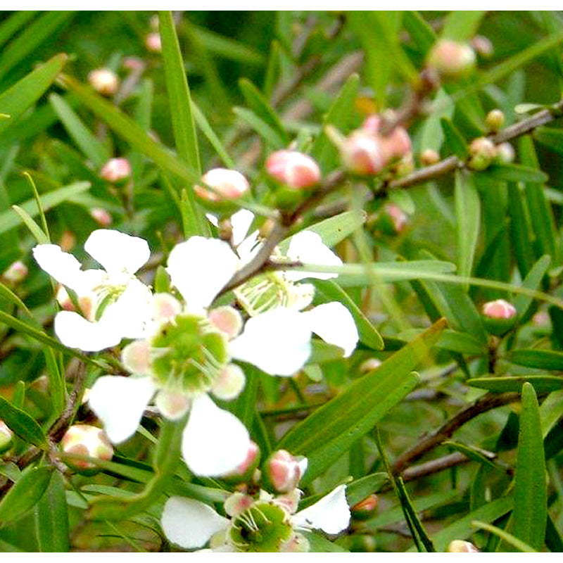 Silverstone Essential Oil LEMON SCENTED TEA TREE 12ml | The Ivy Plant Studio
